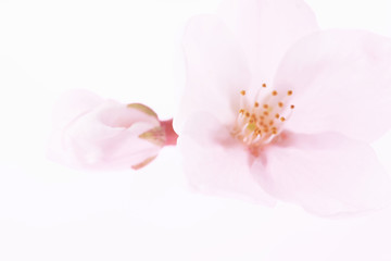Naklejka na ściany i meble 桜の花びら