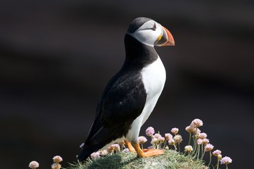 Puffin V