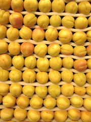 Aprikosen aufgereiht