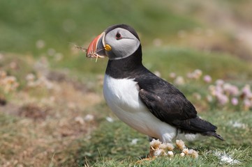 Puffin III