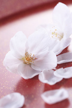 桜、和風イメージ