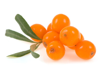 sea buckthorn  isolated