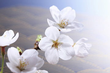 桜、和風イメージ