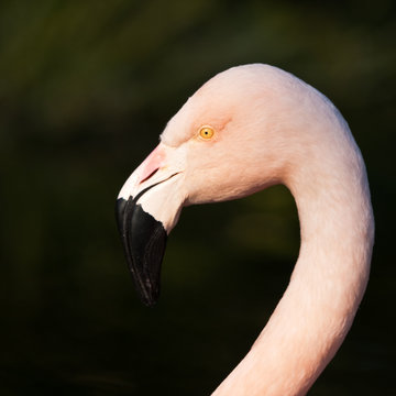 Pink Flamingo Profile