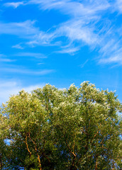 Tree and sky