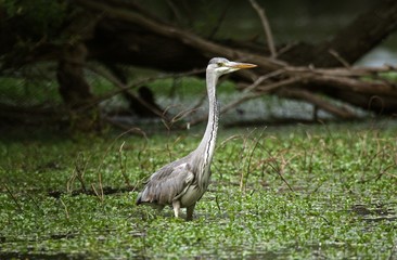 heron cendré