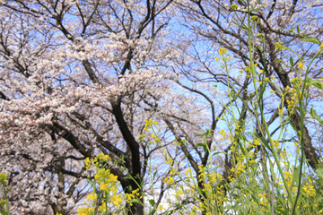 菜の花と桜