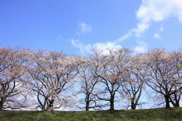 桜並木