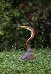 heron pourpré