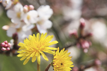 タンポポと桜