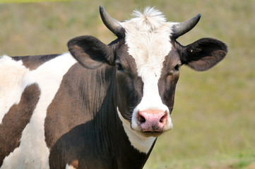 domestic cow
