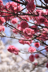 桃の花