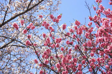 桃と桜
