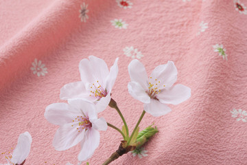 風呂敷と桜