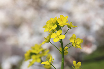 Obraz premium 菜の花と桜