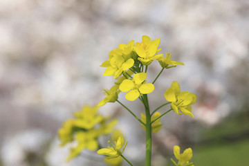 菜の花と桜