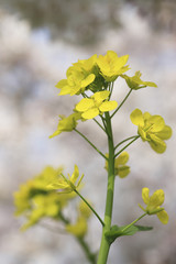 菜の花と桜