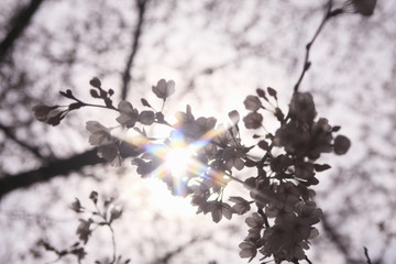 桜
