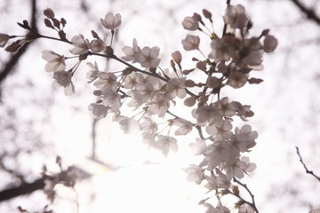 桜