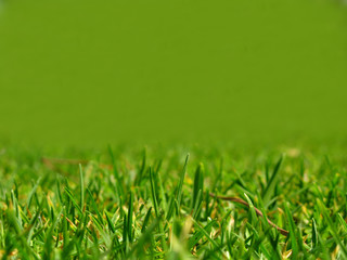 Relvado de Jardim - Garden