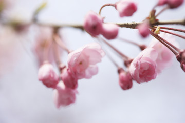 枝垂れ桜