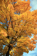 Maple tree in autumn