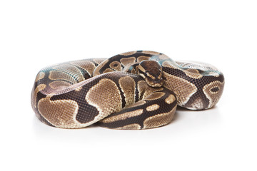 Obraz premium Boa snake isolated on white