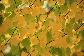 Colorful leaves background