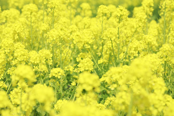Obraz premium 菜の花