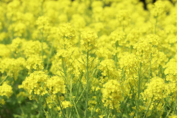 Obraz premium 菜の花