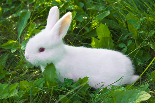 Small white bunny (rabbit) sitting in a grass on a pasture