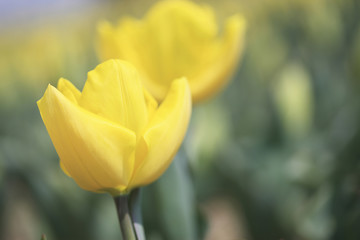 チューリップ