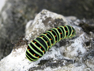 LeuchtRaupe