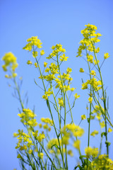 菜の花