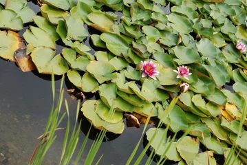 Photo sur Plexiglas Nénuphars Water Lily