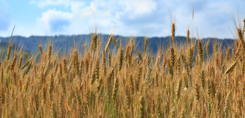 Cereals field