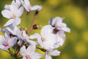 Fototapeta na wymiar 桜と菜の花