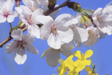 Obraz na płótnie Canvas 桜と菜の花