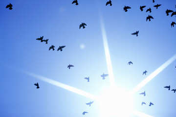 鳩
