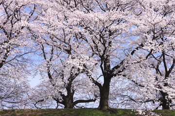 Naklejka premium 桜並木