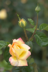 pink rose in garden, shallow DOF
