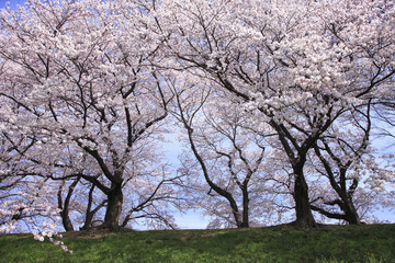 桜並木