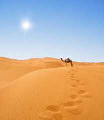 Fototapeta na wymiar Pustynia i camel