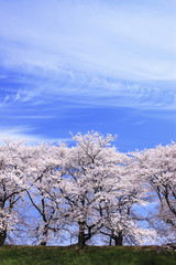 桜並木