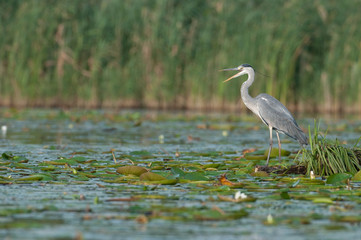 Reiher auf der Jagd