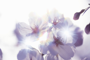 Obraz premium 桜