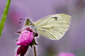 Schmetterling 1