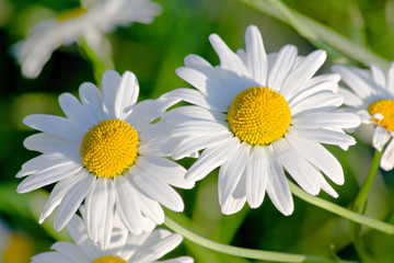 Fototapeta premium white garden camomiles