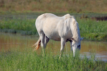 Plakat White horse