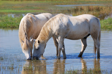 Fototapeta premium White horses